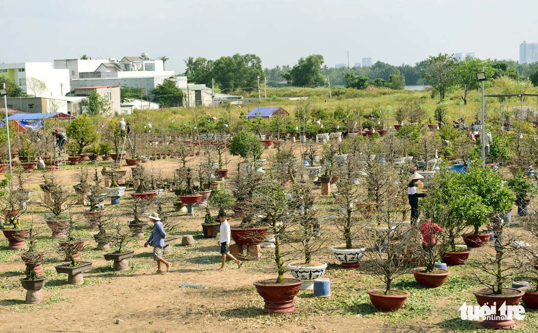 Muôn hoa khoe sắc đón xuân Kỷ Hợi - Ảnh 7.