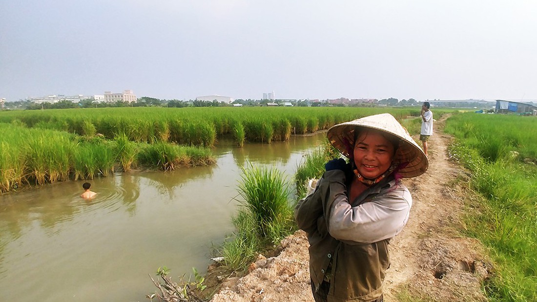 Làm ruộng ở quận 2, giữa lòng khu đất vàng - Ảnh 1. Làm ruộng ở quận 2, giữa lòng khu đất vàng - Ảnh 1.