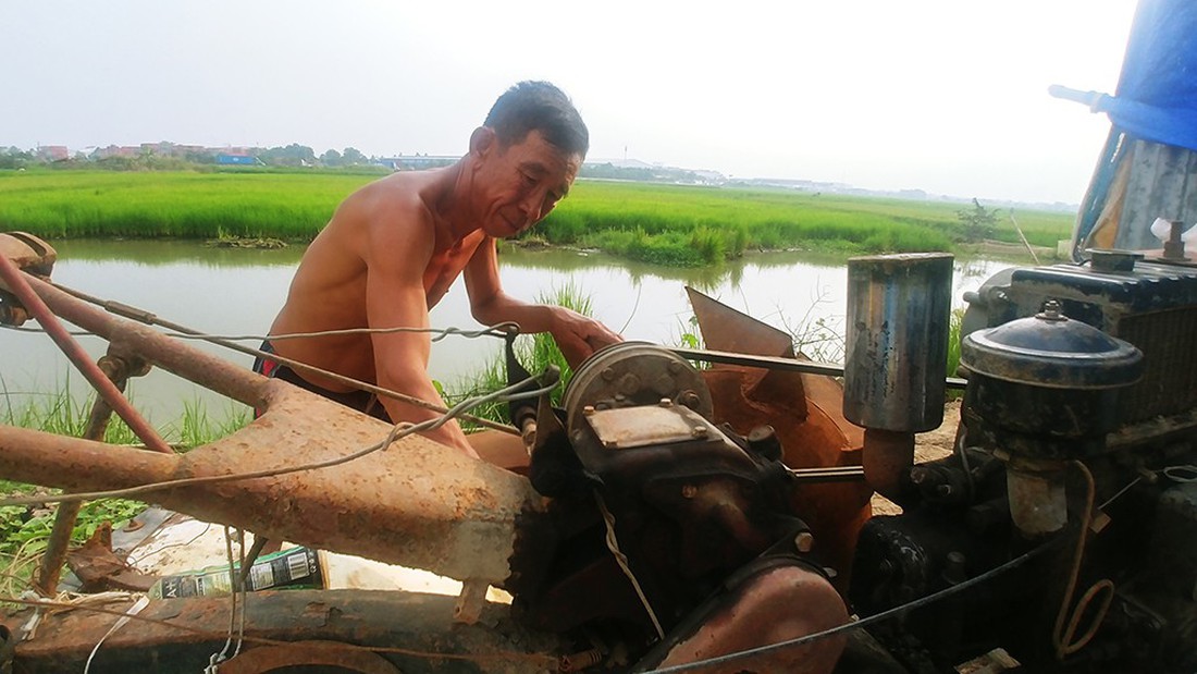 Làm ruộng ở quận 2, giữa lòng khu đất vàng - Ảnh 4. Làm ruộng ở quận 2, giữa lòng khu đất vàng - Ảnh 4.