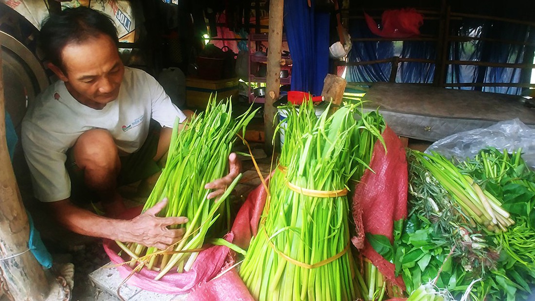 ông nguyễn văn năm sửa sang những bó rau dại để bán đặc sản - ảnh quốc việt ông nguyễn văn năm sửa sang những bó rau dại để bán đặc sản - ảnh quốc việt