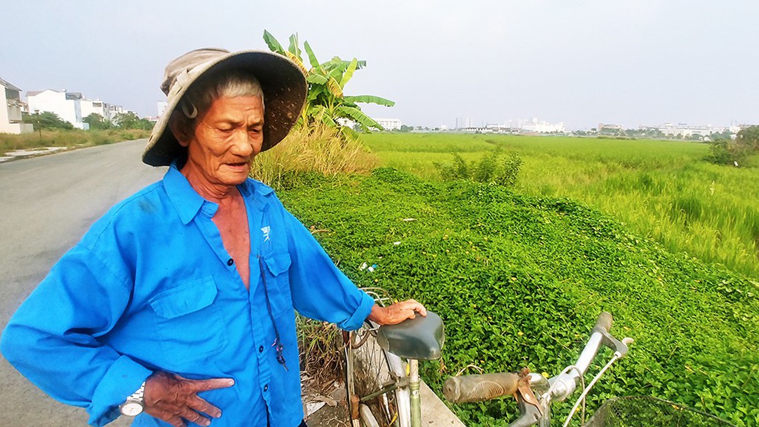 Làm ruộng ở quận 2, giữa lòng khu đất vàng - Ảnh 6. Làm ruộng ở quận 2, giữa lòng khu đất vàng - Ảnh 6.