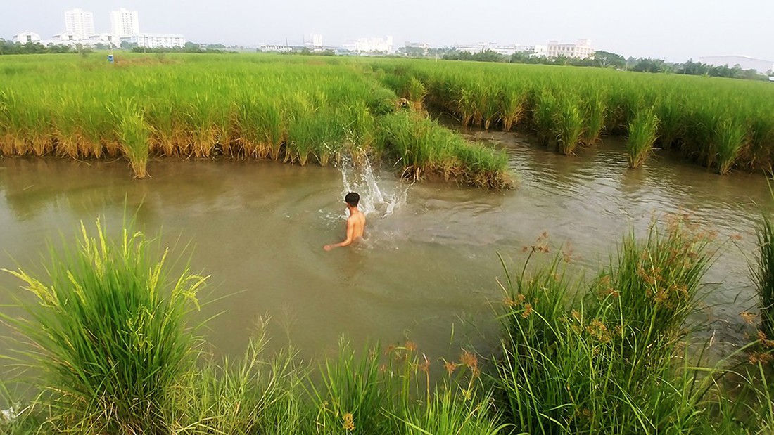 Làm ruộng ở quận 2, giữa lòng khu đất vàng - Ảnh 5. Làm ruộng ở quận 2, giữa lòng khu đất vàng - Ảnh 5.