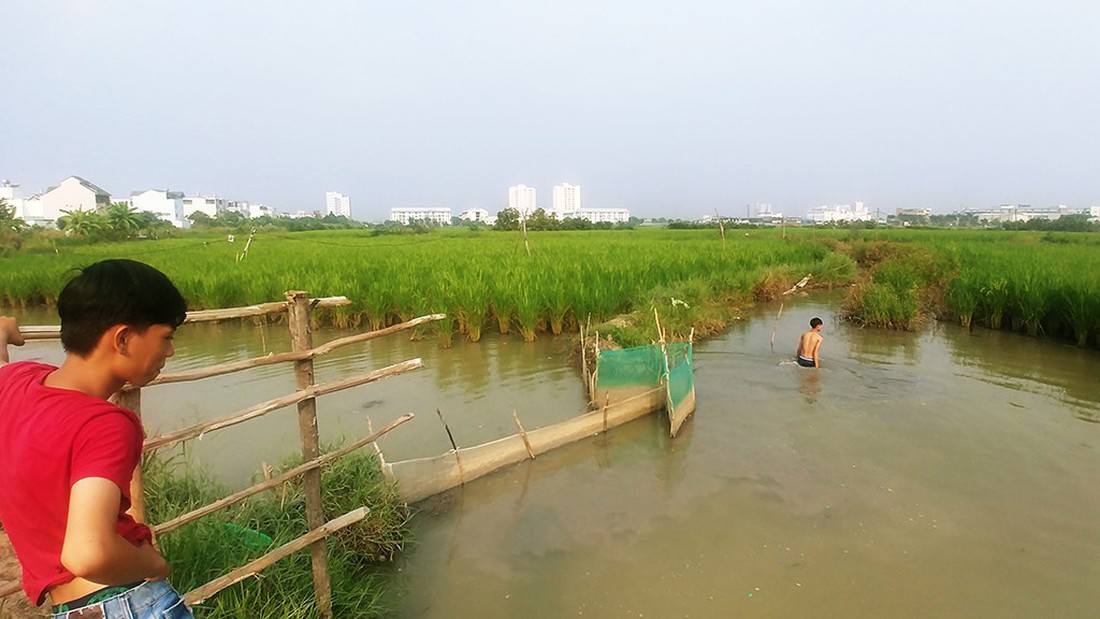 Làm ruộng ở quận 2, giữa lòng khu đất vàng - Ảnh 3. Làm ruộng ở quận 2, giữa lòng khu đất vàng - Ảnh 3.