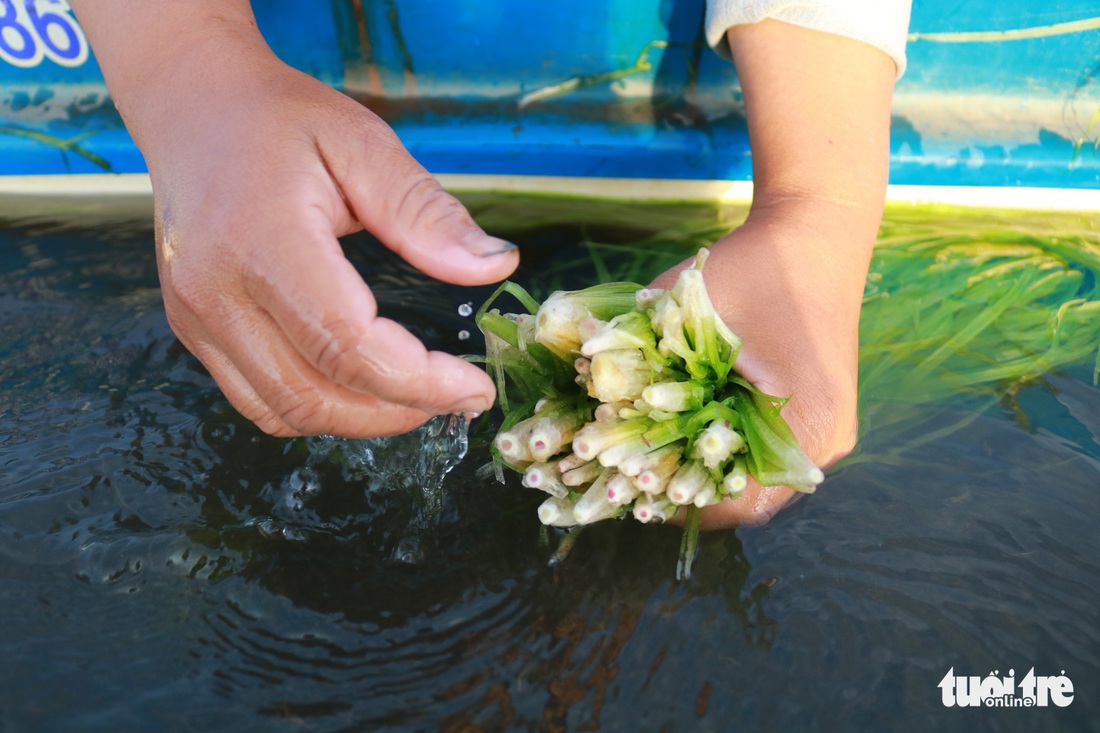 Tuyệt phẩm hẹ nước ăn kèm lẩu mắm, mắm kho - Ảnh 3.