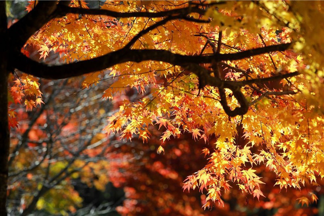 Thu vàng lộng lẫy của Hokkaido - gặp một lần đã là diễm phúc - Ảnh 2.