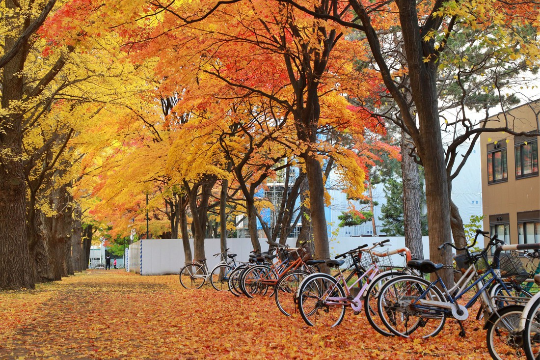 Thu vàng lộng lẫy của Hokkaido - gặp một lần đã là diễm phúc - Ảnh 5.