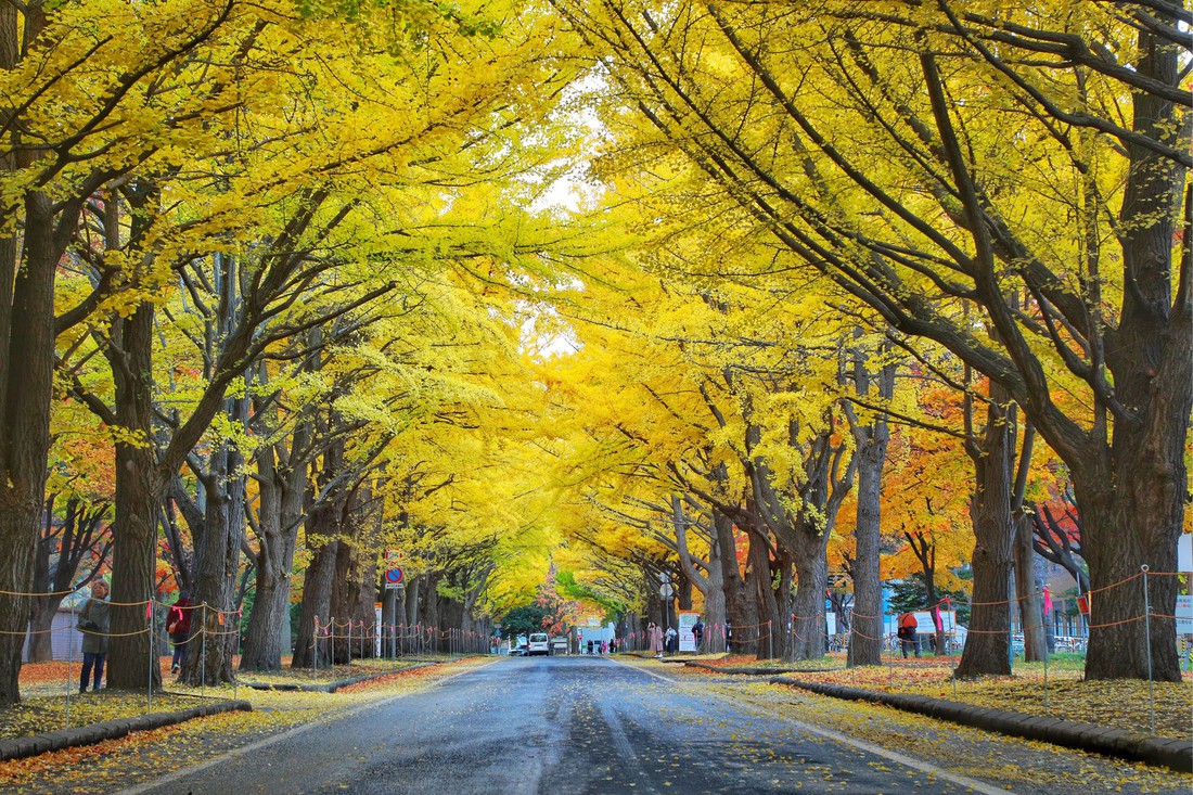 Thu vàng lộng lẫy của Hokkaido - gặp một lần đã là diễm phúc - Ảnh 6.