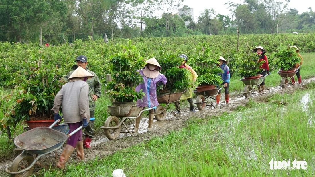 Thủ phủ mai miền Trung đưa mai đi trốn bão - Ảnh 3.