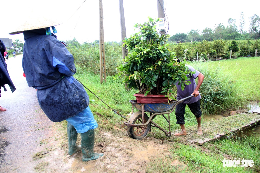 Thủ phủ mai miền Trung đưa mai đi trốn bão - Ảnh 8.