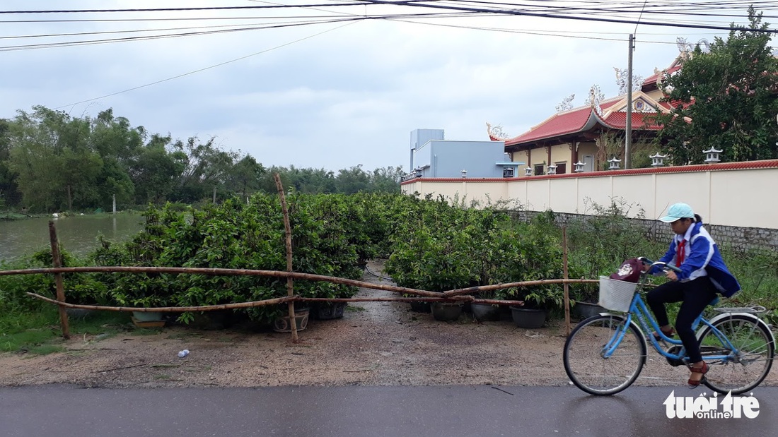 Thủ phủ mai miền Trung đưa mai đi trốn bão - Ảnh 10.