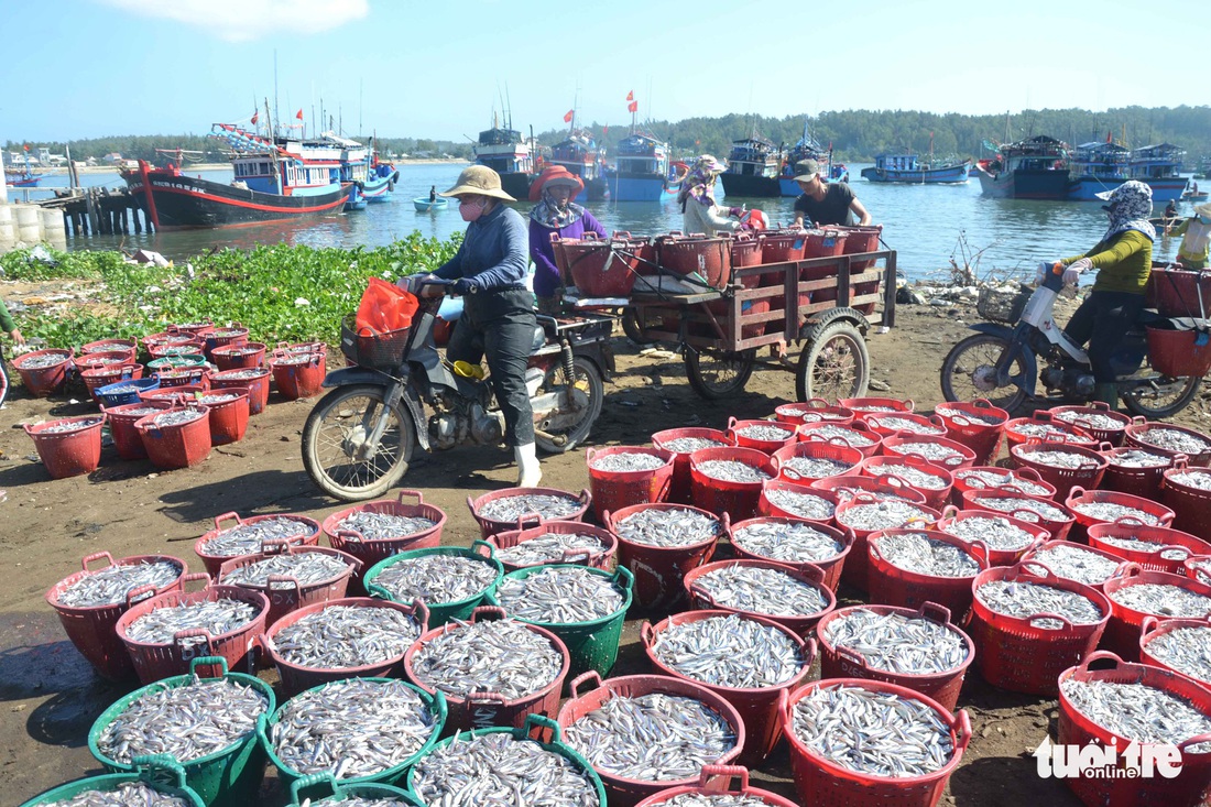 Đầu năm ngư dân miền Trung đón lộc biển - Ảnh 1.