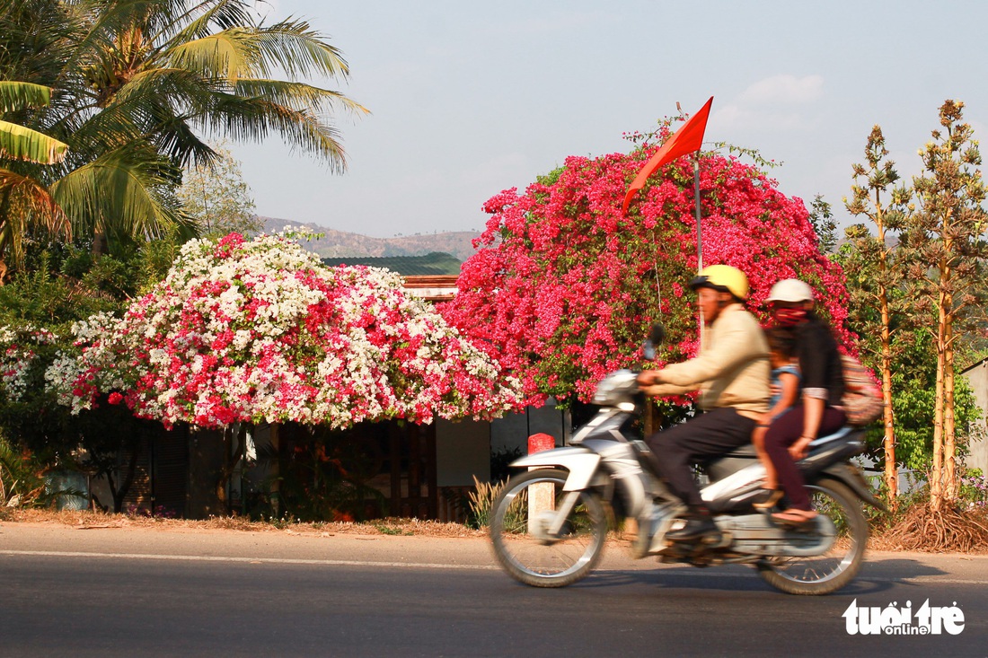 Ngắm hoa giấy bung nở rực rỡ giữa mùa khô Tây Nguyên - Ảnh 1.