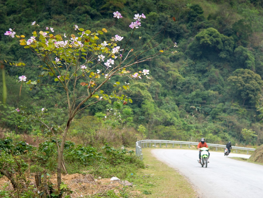 Cung đường 100km ngắm hoa ban rực rỡ miền Tây Bắc - Ảnh 1.