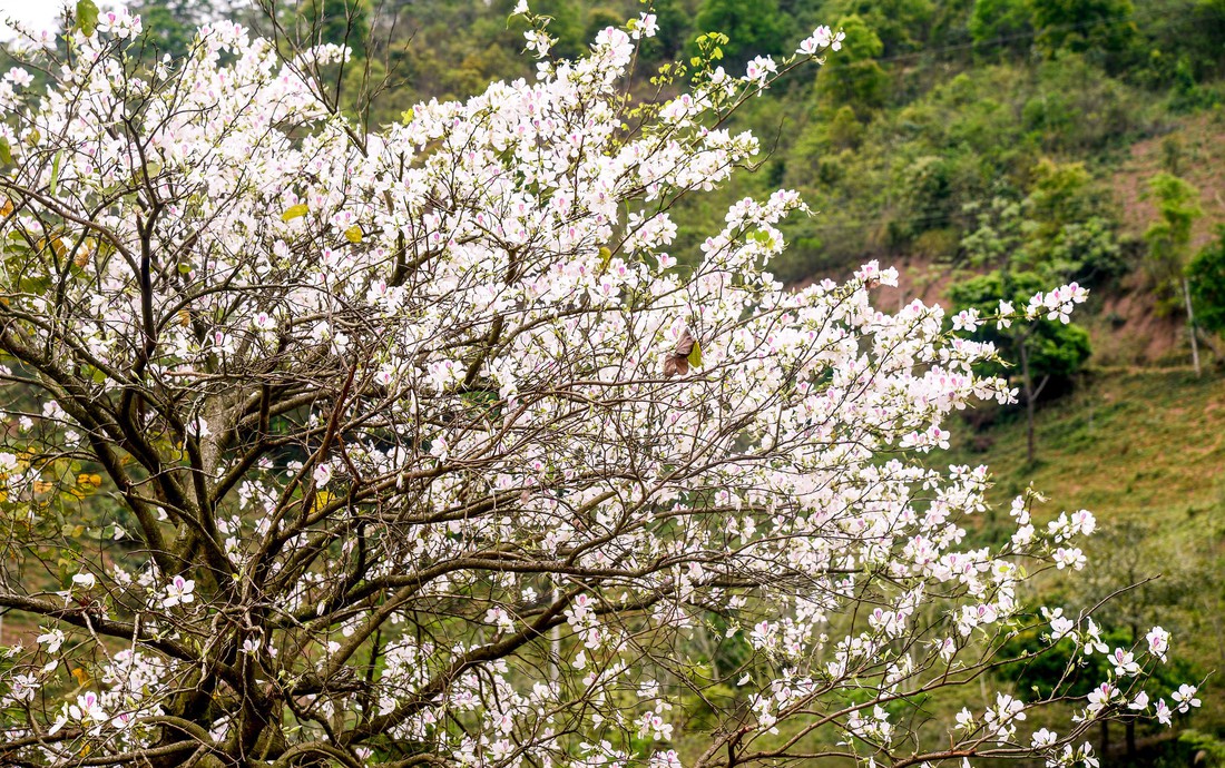 Cung đường 100km ngắm hoa ban rực rỡ miền Tây Bắc - Ảnh 10.