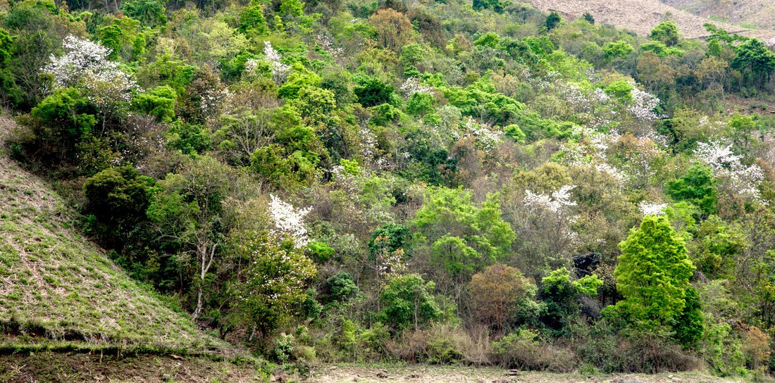 Cung đường 100km ngắm hoa ban rực rỡ miền Tây Bắc - Ảnh 11.