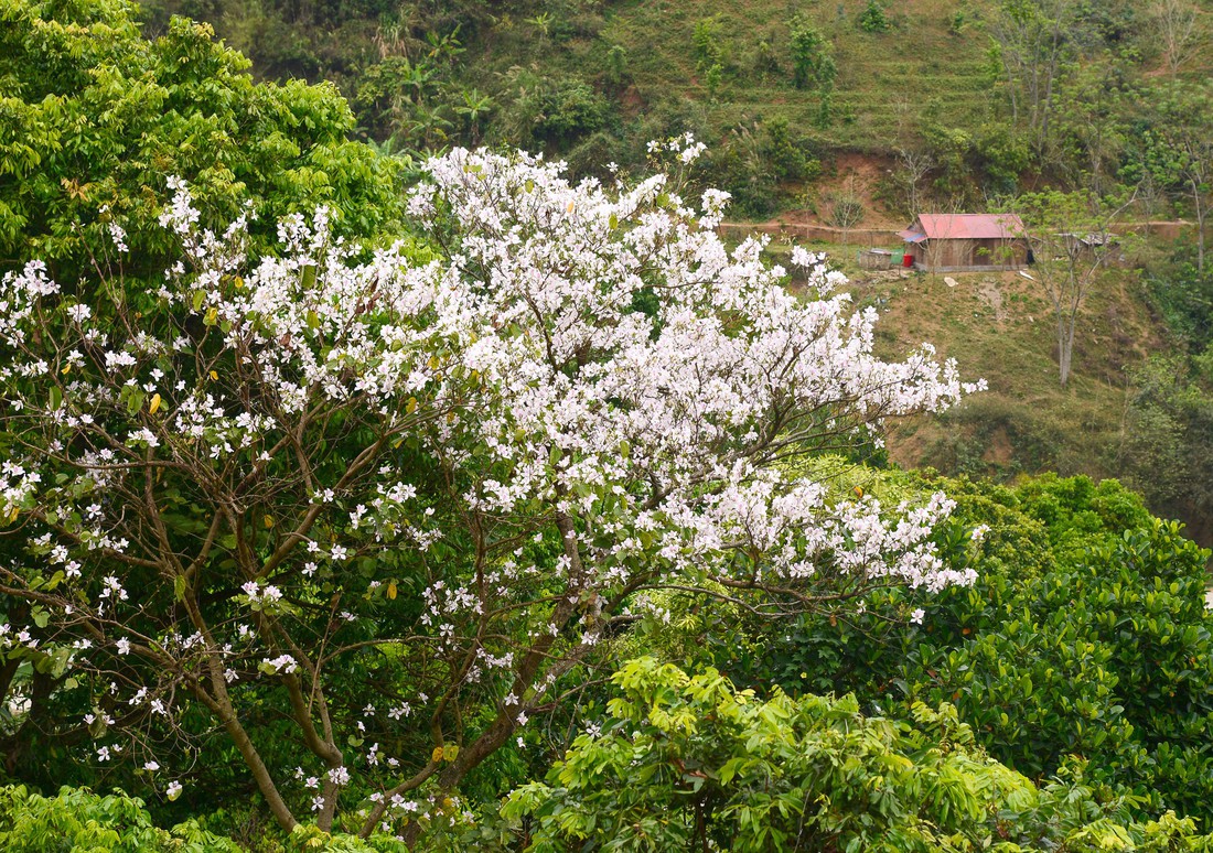 Cung đường 100km ngắm hoa ban rực rỡ miền Tây Bắc - Ảnh 3.