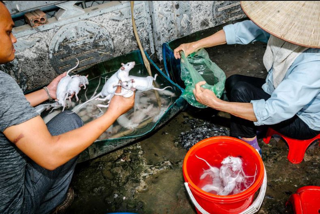 Đặc sản thịt chuột của Việt Nam lên tạp chí National Geographic - Ảnh 6.