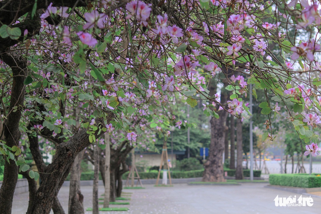 Tháng 3 hoa ban tràn về Hà Nội - Ảnh 12.