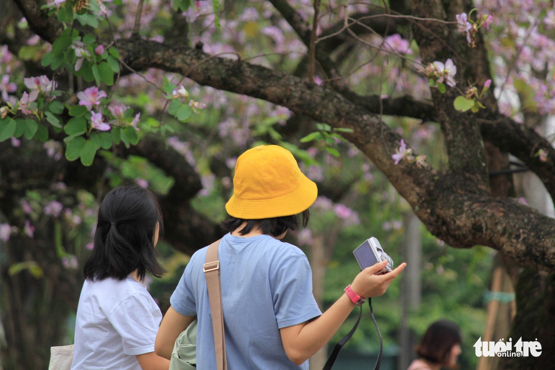 Tháng 3 hoa ban tràn về Hà Nội - Ảnh 8.