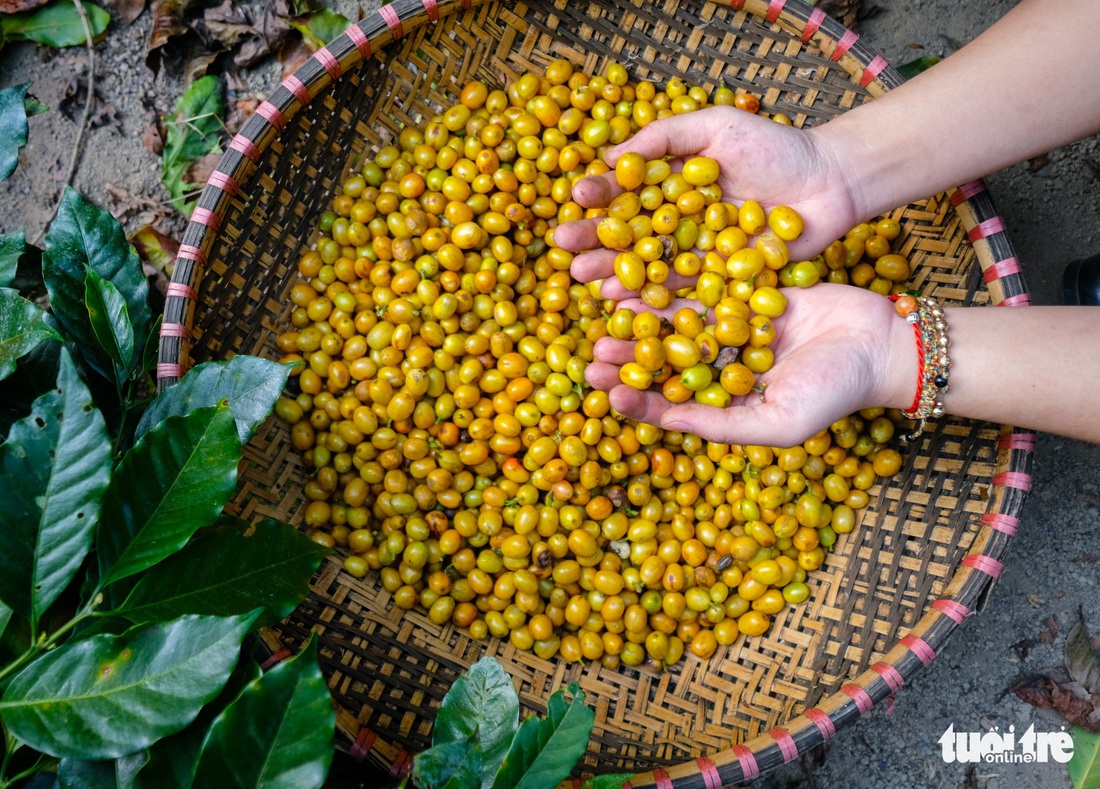 Đẹp mê ly mùa hái hạt vàng ở Đà Lạt - Ảnh 6.