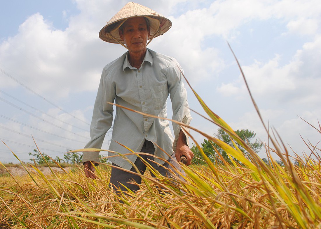 Nông dân neo lúa chờ giá - Ảnh 2.