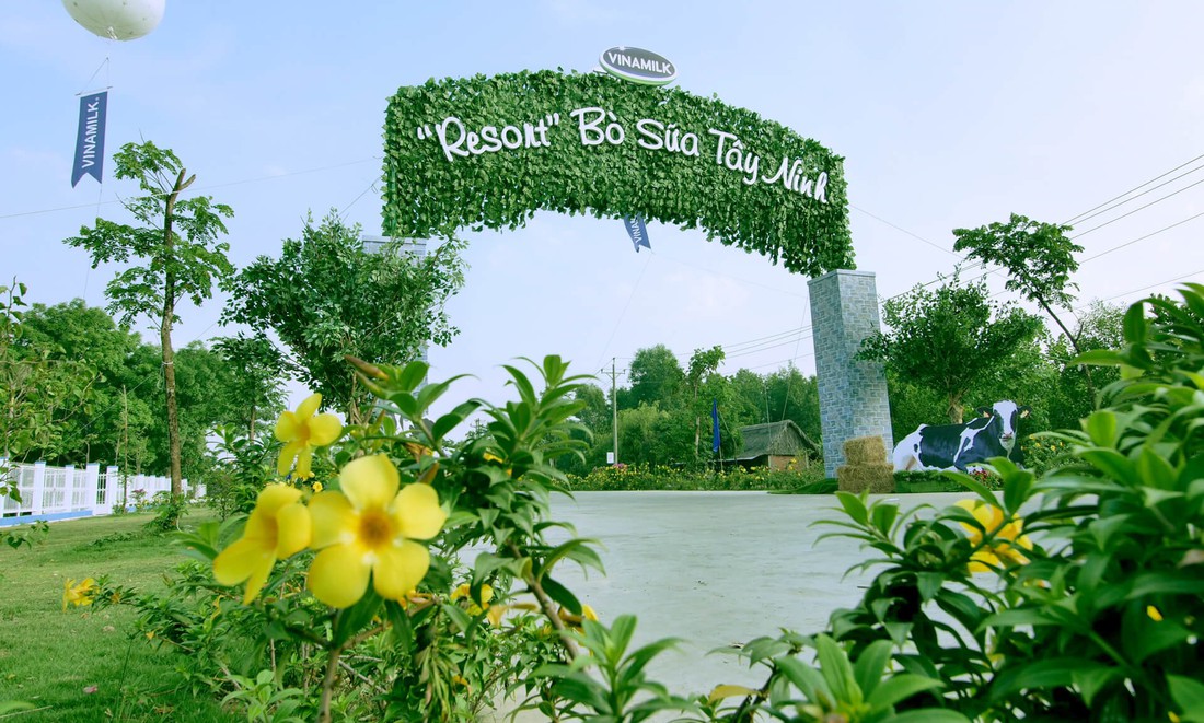Bên trong trang trại bò sữa chuẩn resort tại Tây Ninh - Ảnh 1. Bên trong trang trại bò sữa chuẩn resort tại Tây Ninh - Ảnh 1.