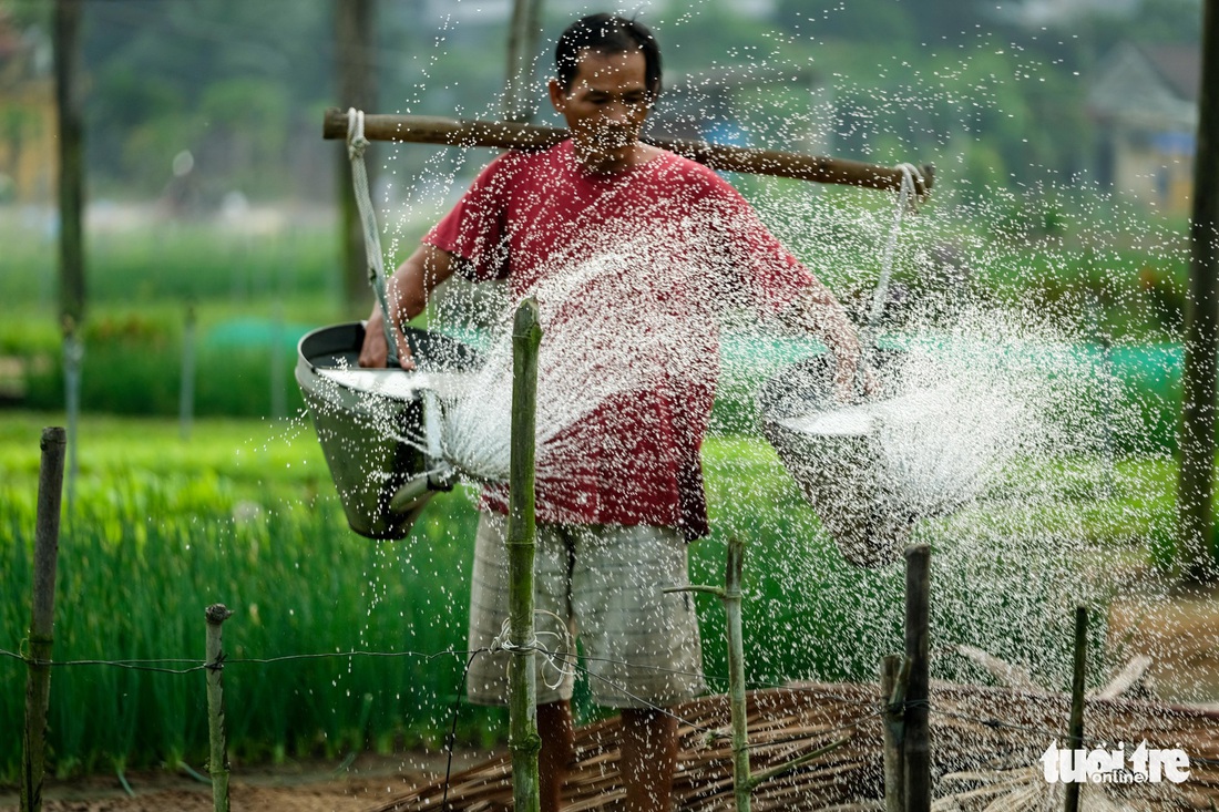 Đứng giữa làng rau Trà Quế, thấy cuộc đời luôn là sớm mai - Ảnh 3.