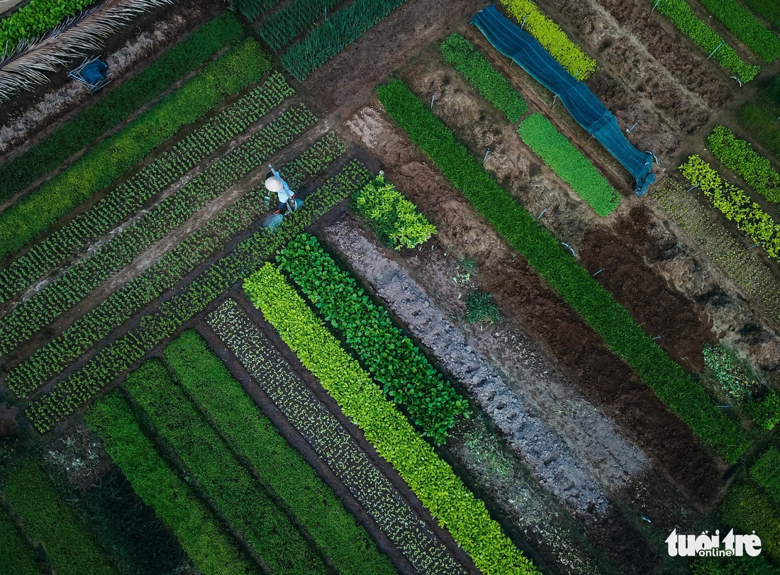 Đứng giữa làng rau Trà Quế, thấy cuộc đời luôn là sớm mai - Ảnh 4.