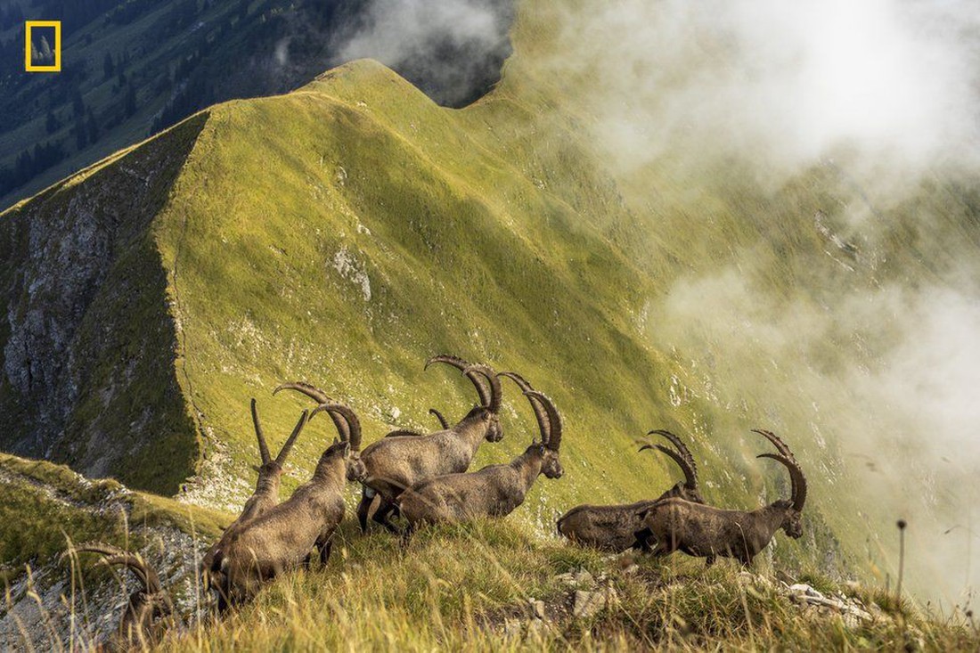 Tuyết trắng Greenland thắng giải Ảnh du lịch 2019 của NatGeo - Ảnh 11.