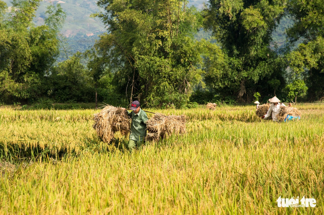 Mùa lúa vàng trên cánh đồng Mường Tấc vùng Tây Bắc - Ảnh 2.