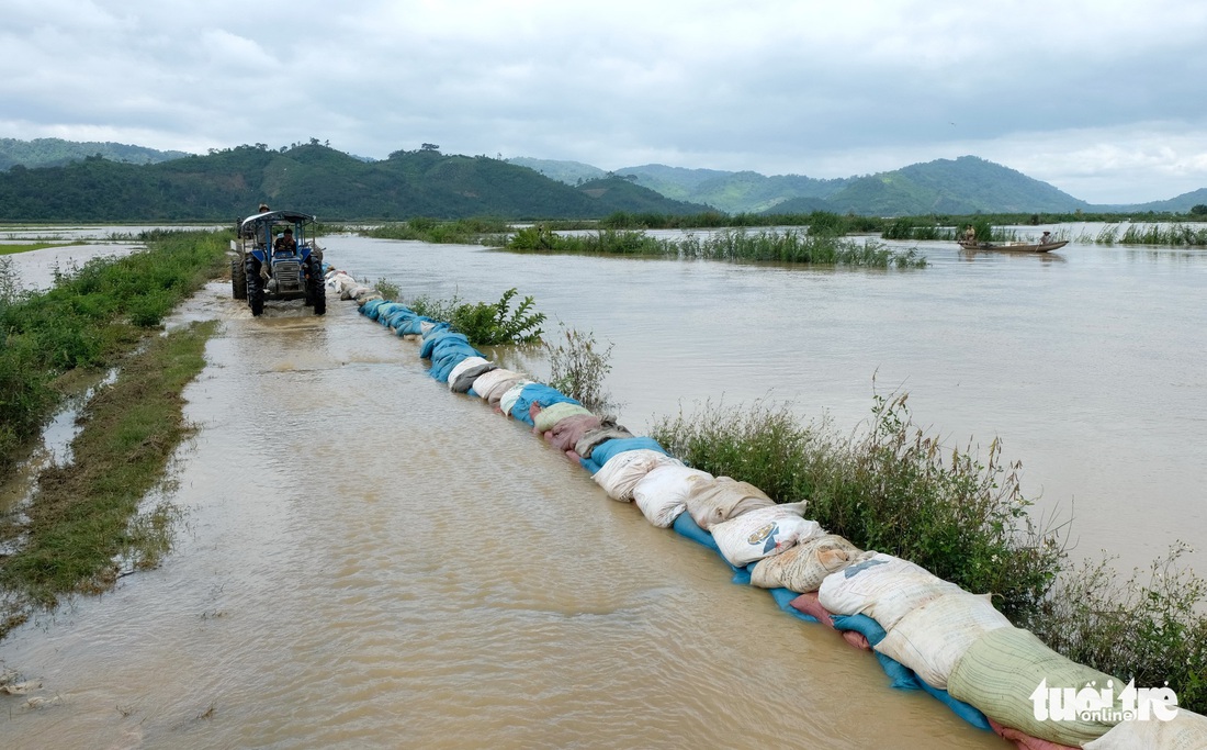 Cả làng đắp đê suốt 3 ngày đêm, cứu hơn 1.000ha lúa sắp thu hoạch - Ảnh 2.