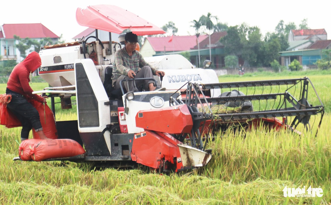 Nông dân Nghệ An hối hả thu hoạch lúa ‘chạy’ bão số 4 - Ảnh 3.