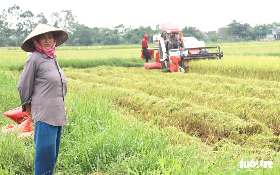 Nông dân Nghệ An hối hả thu hoạch lúa ‘chạy’ bão số 4 - Ảnh 1.