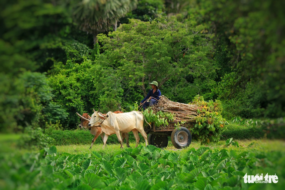 Bình dị mà rạng rỡ trên cánh đồng lúa Tà Pạ ở Tri Tôn - Ảnh 9.