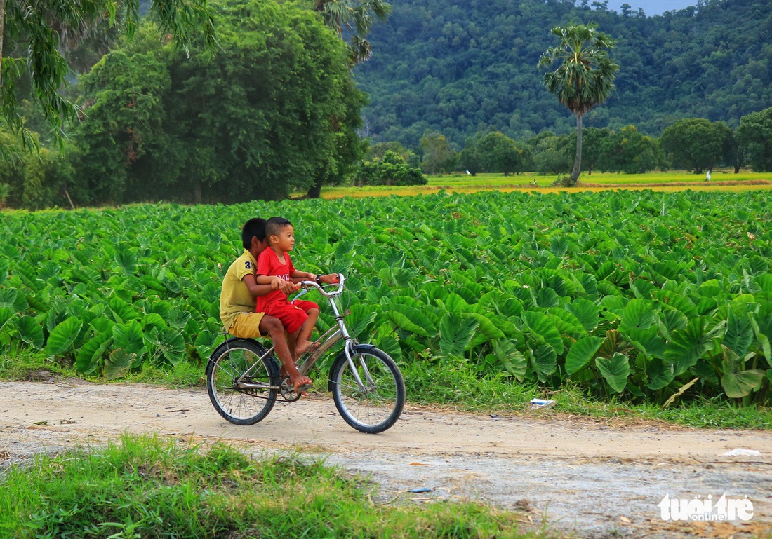 Bình dị mà rạng rỡ trên cánh đồng lúa Tà Pạ ở Tri Tôn - Ảnh 10.