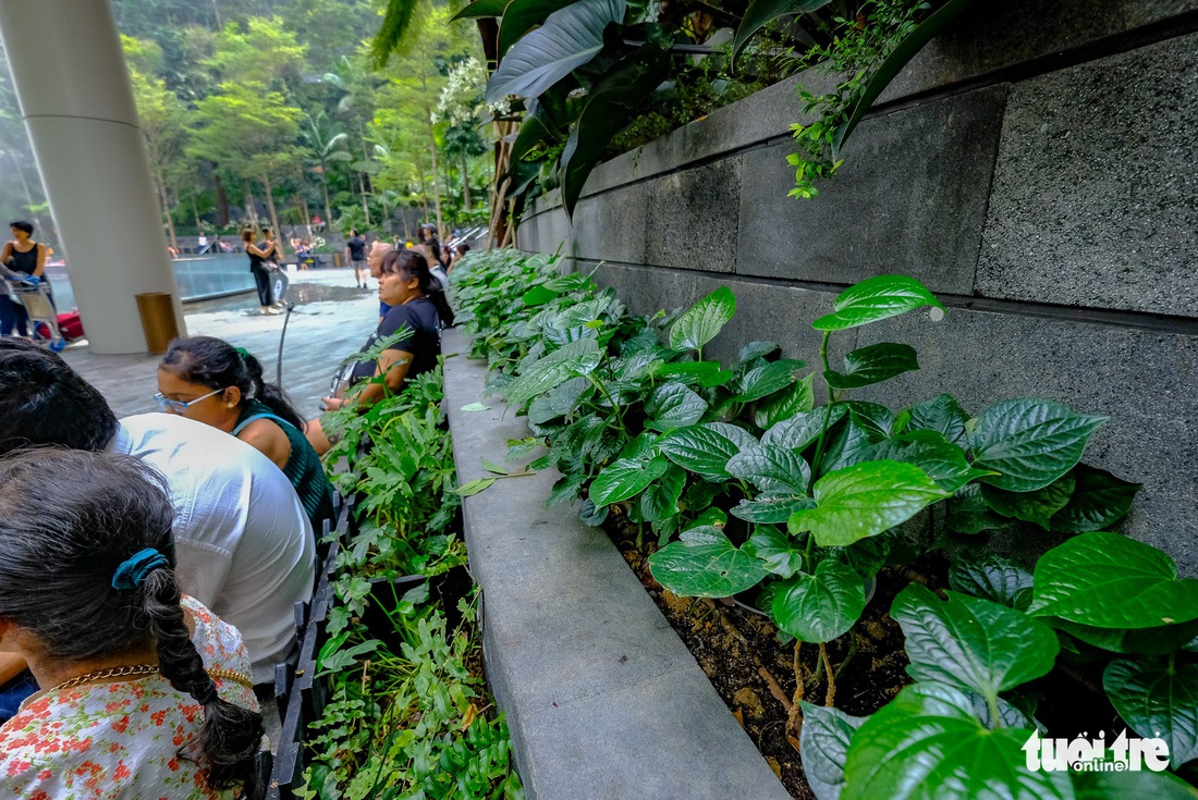 Lạc vào khu rừng bên trong sân bay Changi Singapore - Ảnh 8.