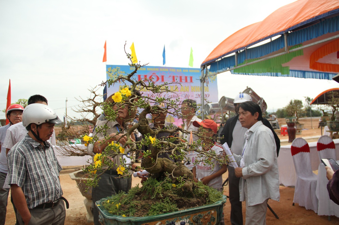 Chiêm ngưỡng đại lão mai Nét xưa Bình Định, Khủng long bạo chúa, Vũ nữ chân dài - Ảnh 6.