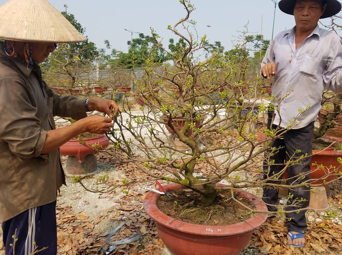 Mai tết Sài Gòn bay đi Hà Nội, Campuchia - Ảnh 5.