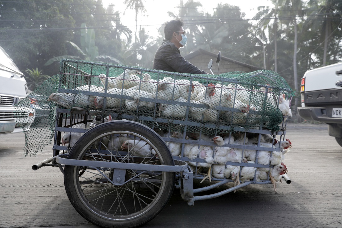 Thú cưng, gia súc, gia cầm được giải cứu và di tản vì tro núi lửa ở Philippines - Ảnh 6.