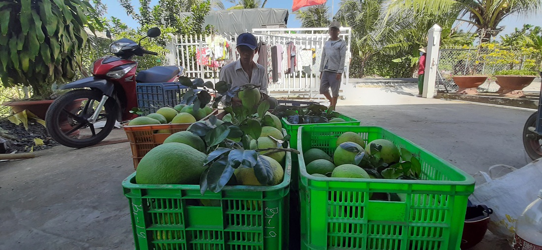 Sức mua chậm, nhà vườn bưởi Năm Roi lo lắng - Ảnh 5.