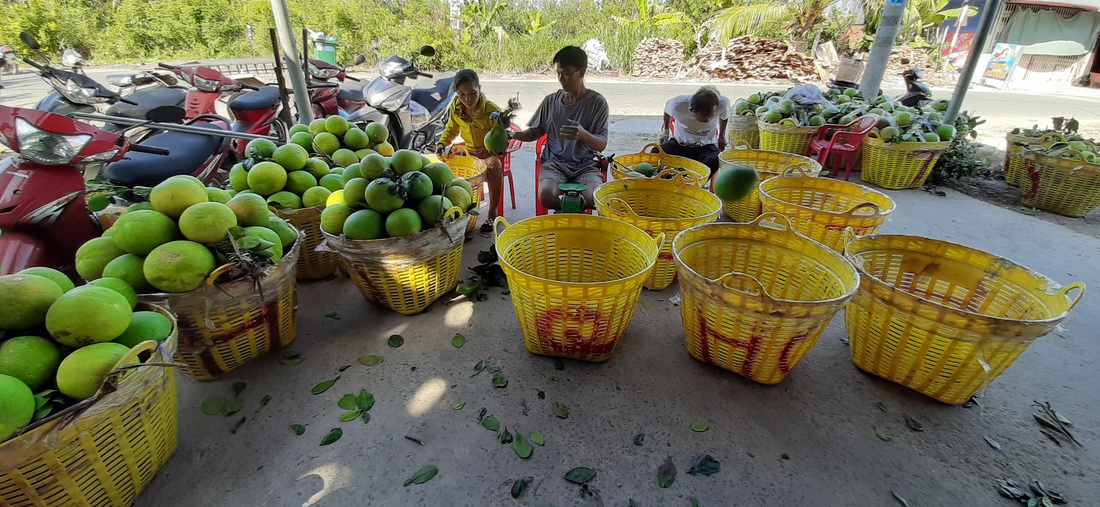 Sức mua chậm, nhà vườn bưởi Năm Roi lo lắng - Ảnh 6.