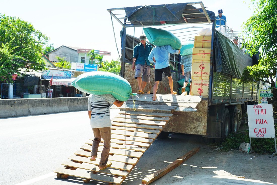 Nhộn nhịp mùa cau ở Tiên Phước, Quảng Nam - Ảnh 7.