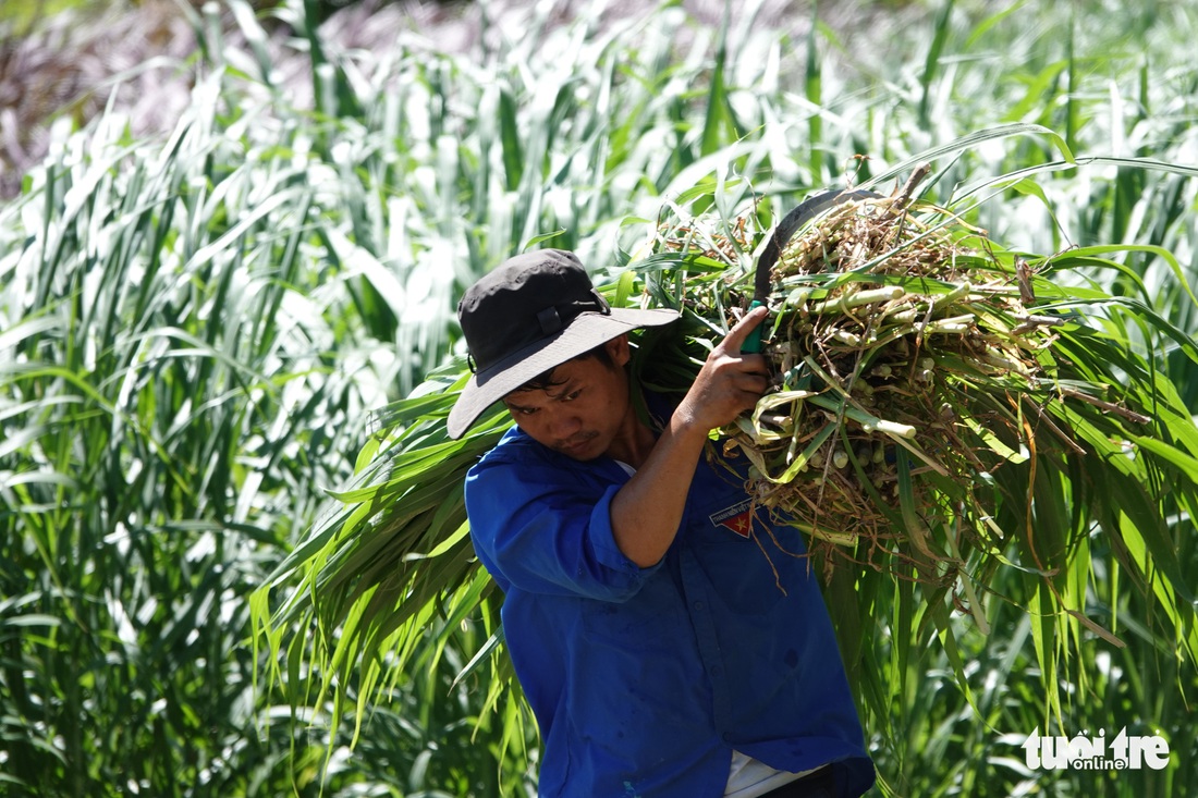 Bầy bò tót lai Ninh Thuận hồi phục nhanh, mập lên từng ngày - Ảnh 8.