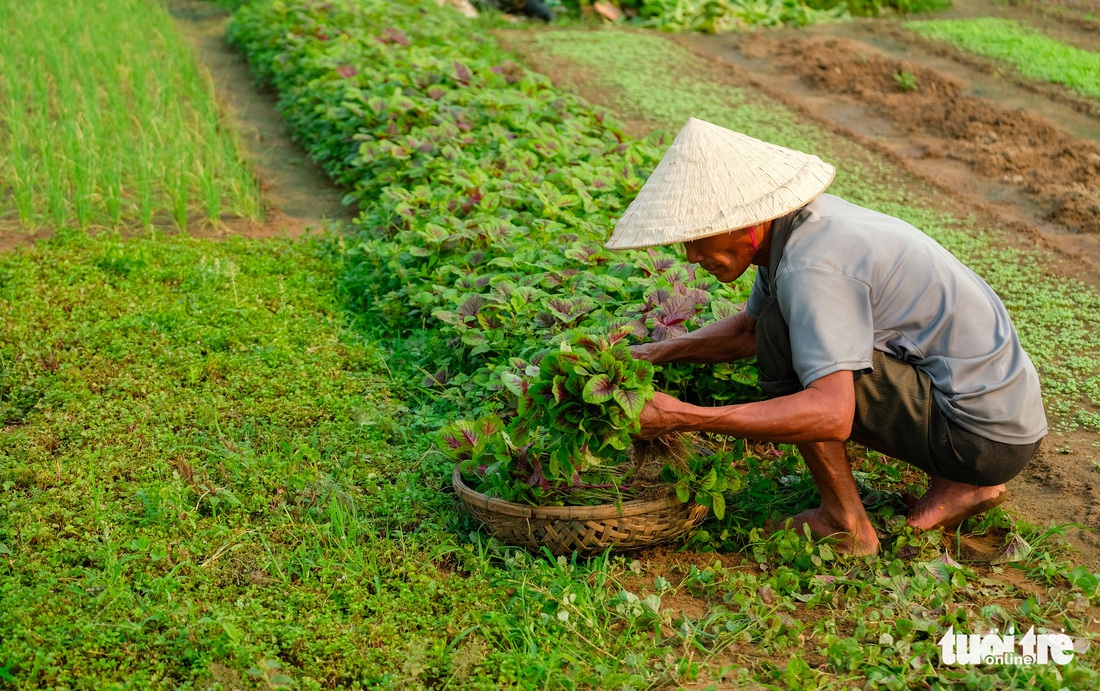 Trà Quế - Làng rau hoài niệm thành điểm đến quốc tế - Ảnh 11.