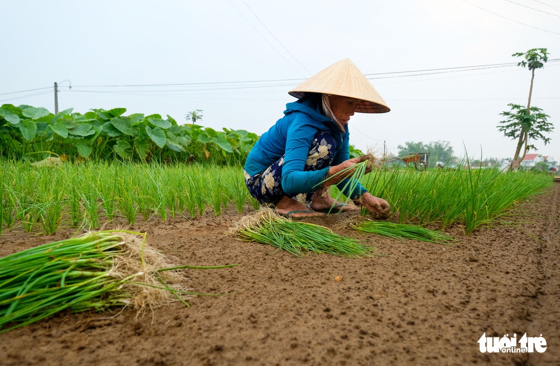 Trà Quế - Làng rau hoài niệm thành điểm đến quốc tế - Ảnh 4.