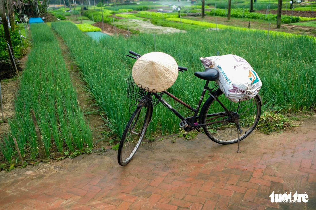 Trà Quế - Làng rau hoài niệm thành điểm đến quốc tế - Ảnh 8.