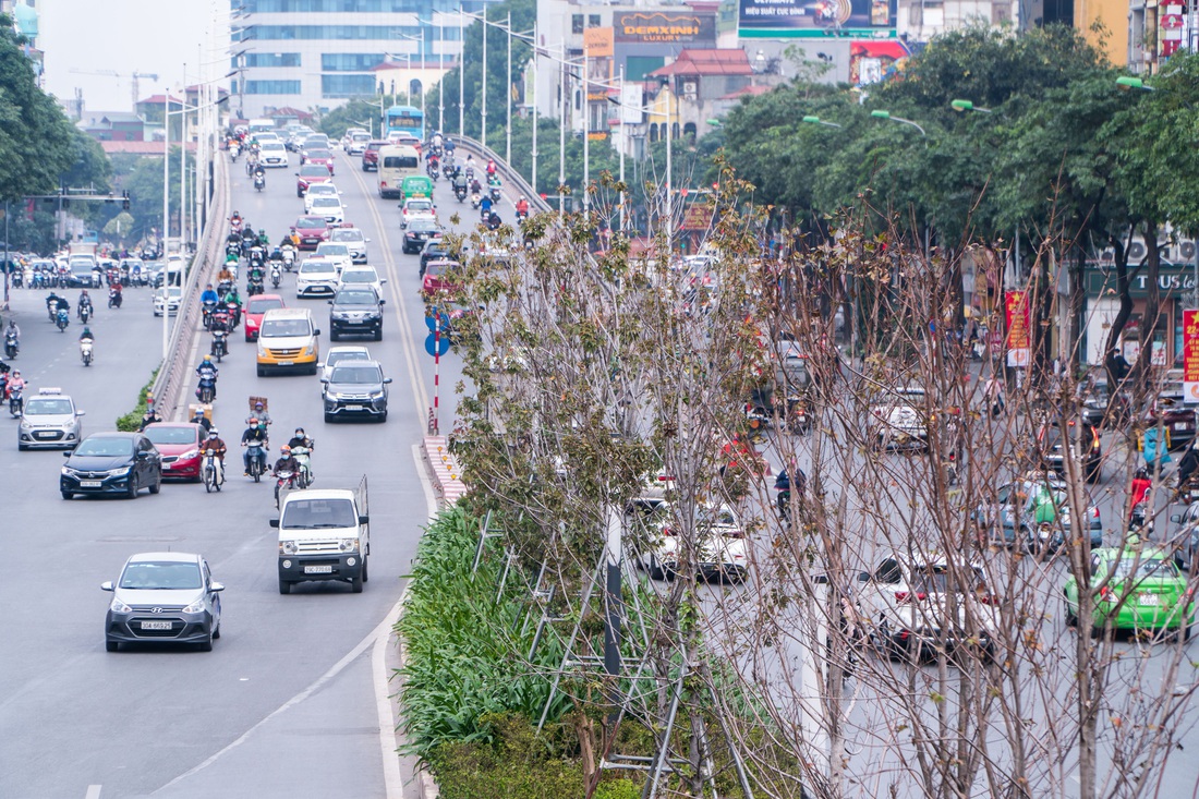 Hàng cây phong lá đỏ chết khô ở tuyến đường được kỳ vọng lãng mạn nhất Hà Nội - Ảnh 2.