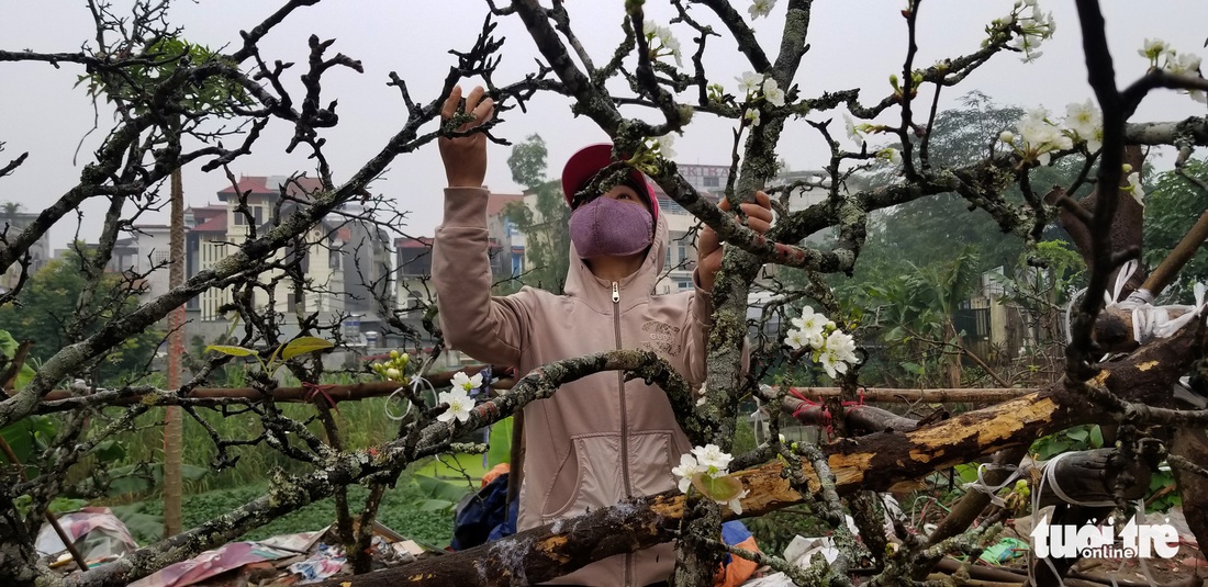 Cành lê trắng tinh khôi, giá tiền triệu hút khách thủ đô - Ảnh 3.