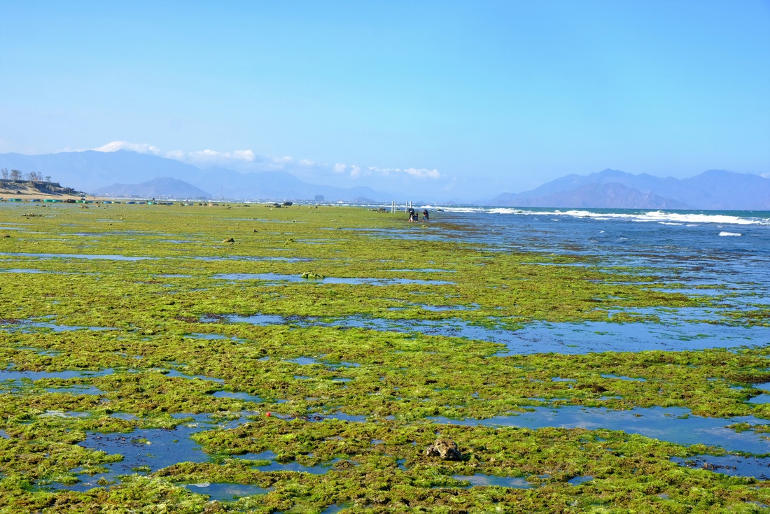 Chiêm ngưỡng bãi rêu xanh tuyệt đẹp ở Ninh Thuận - Ảnh 2.