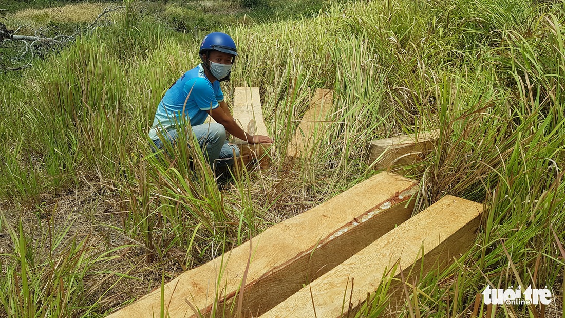 Rừng giáp ranh Gia Lai - Đắk Lắk đang bị tàn sát - Ảnh 3.